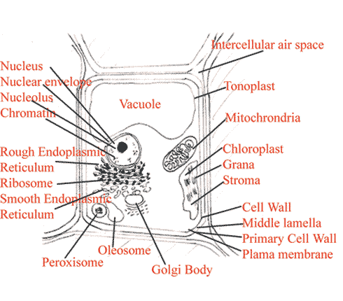 labelled diagram of vacuoles